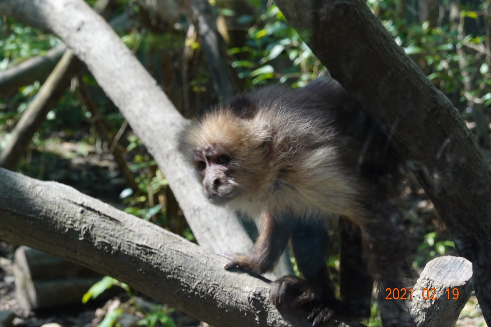 Colombian White-faced Capuchin (Cebus capucinus)