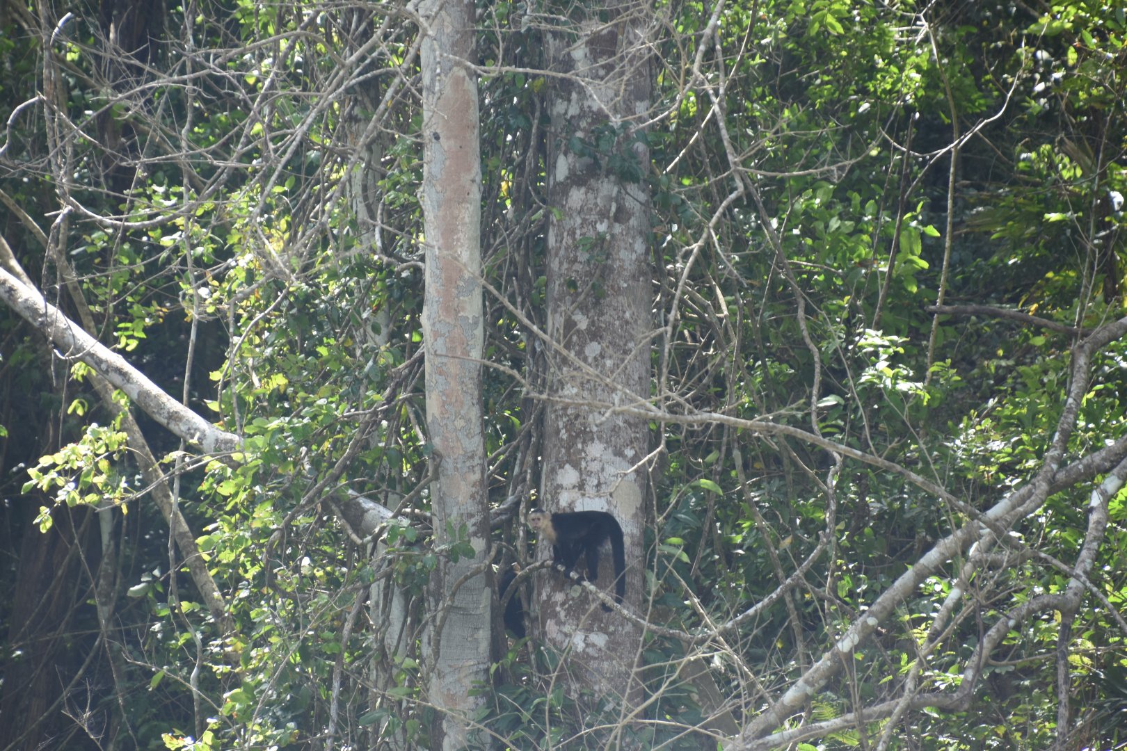 Colombian white-faced capuchin (Cebus capucinus)
