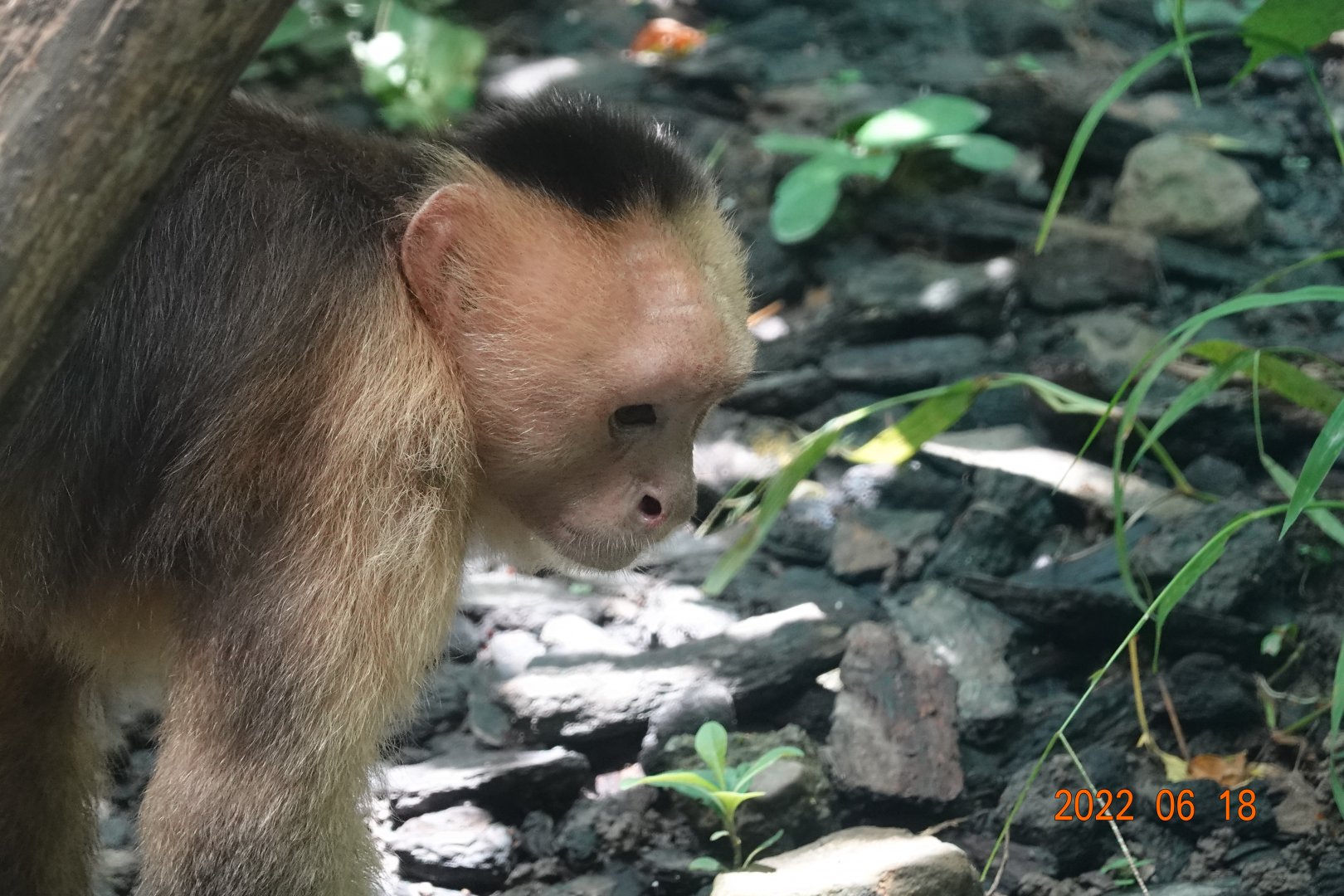 Colombian White-faced Capuchin (Cebus capucinus)