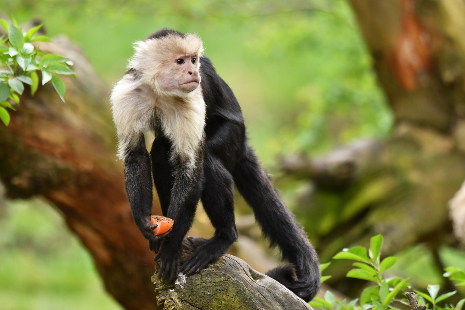 Colombian white-faced capuchin (Cebus capucinus)
