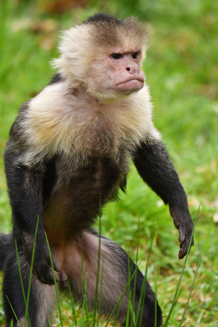 Colombian white-faced capuchin (Cebus capucinus)