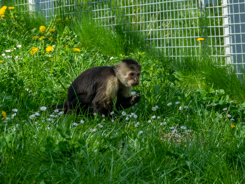 Colombian white-faced capuchin (Cebus capucinus)
