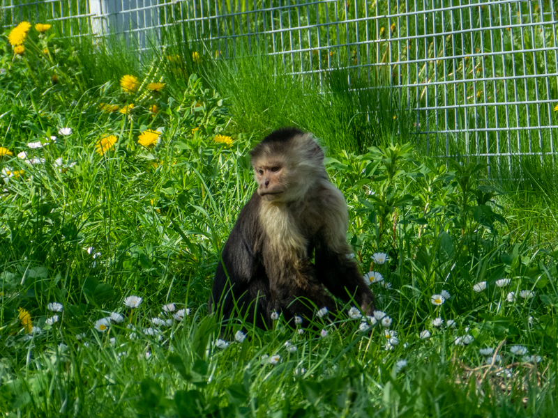 Colombian white-faced capuchin (Cebus capucinus)