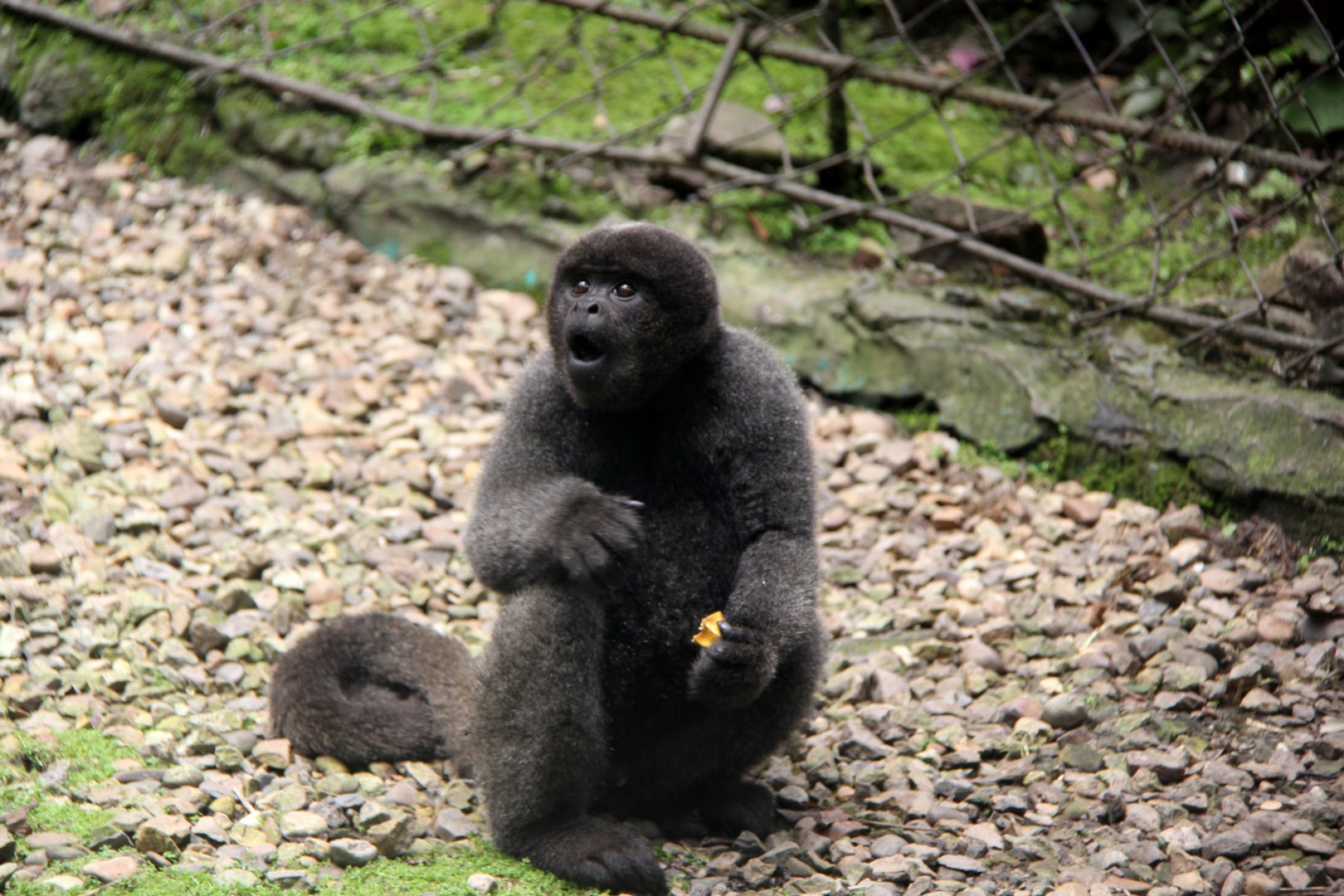 Colombian woolly monkey (Lagothrix lugens)