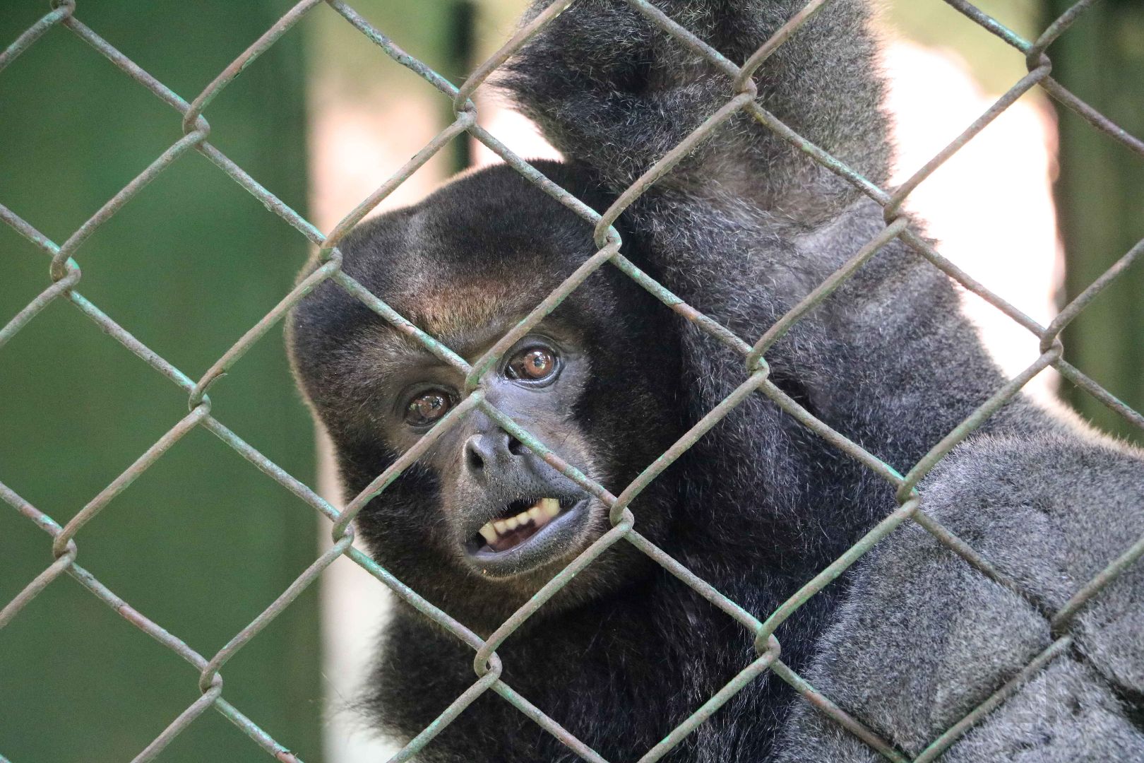 Colombian woolly monkey, May 2016