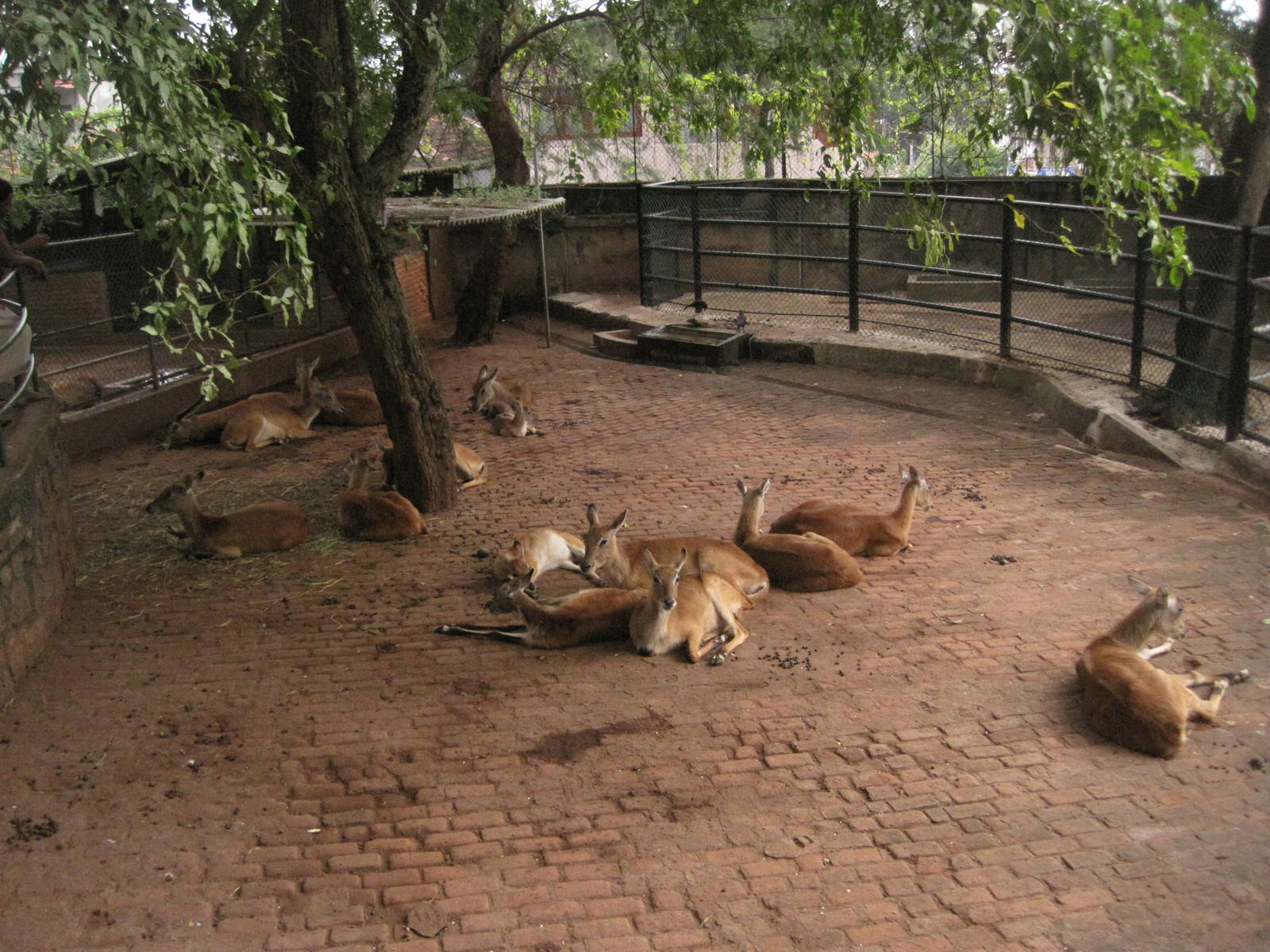 colombo zoo