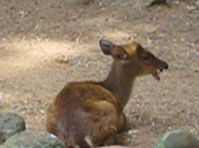 colombo zoo
