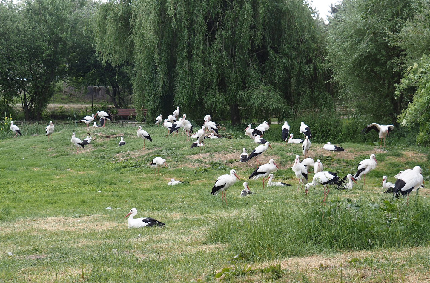 Colony of European white storks (Ciconia ciconia), 2025-05-22