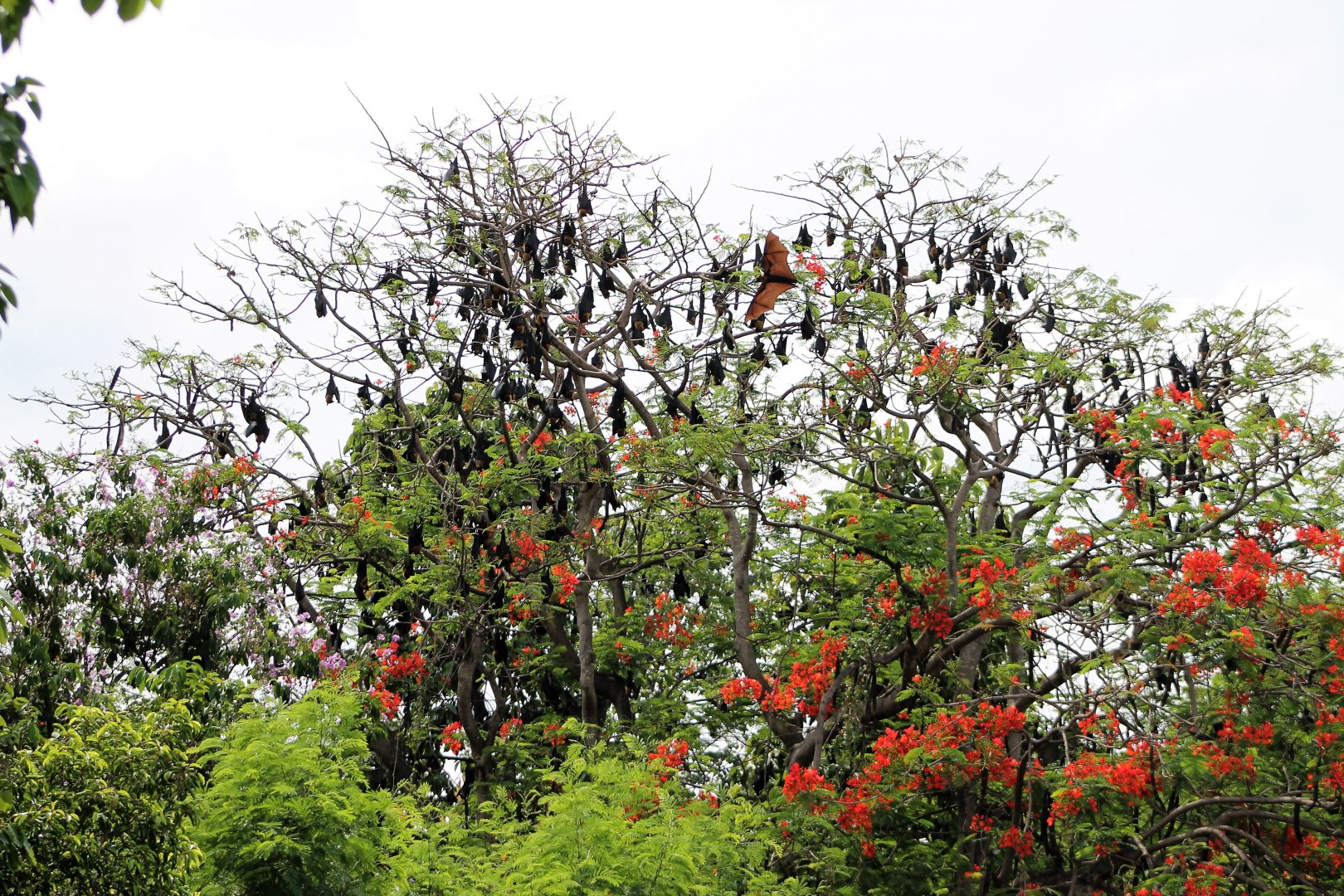colony of Lyle's Fruit Bat (Pteropus lylei)