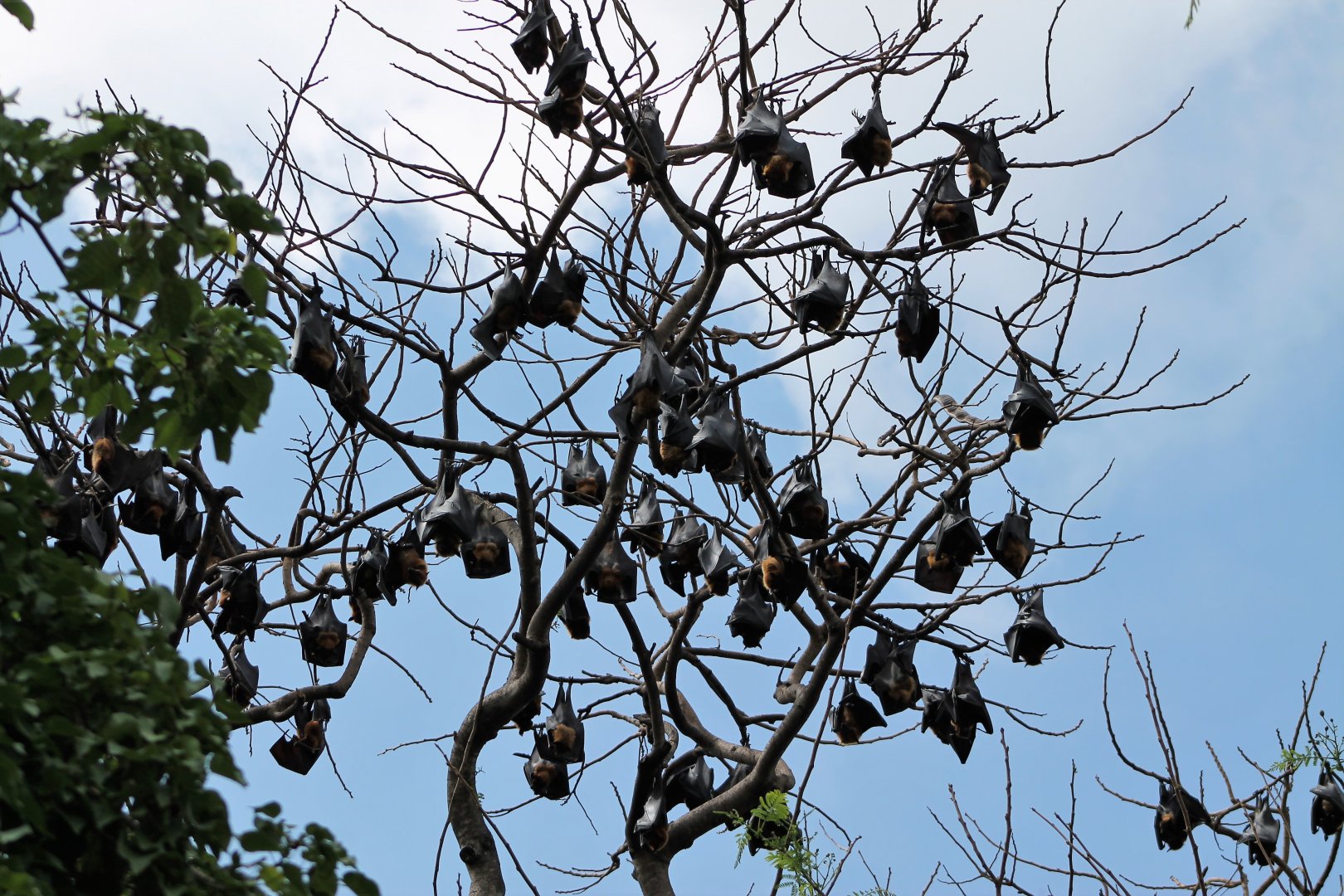 colony of Lyle's Fruit Bat (Pteropus lylei)