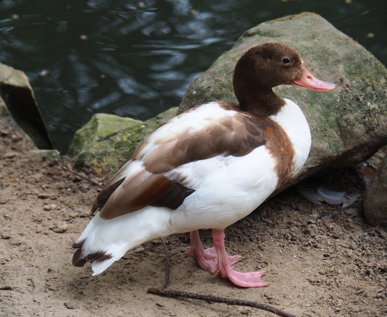 Color mutation of Common shelduck (Tadorna tadorna), Aug 28th, 2018