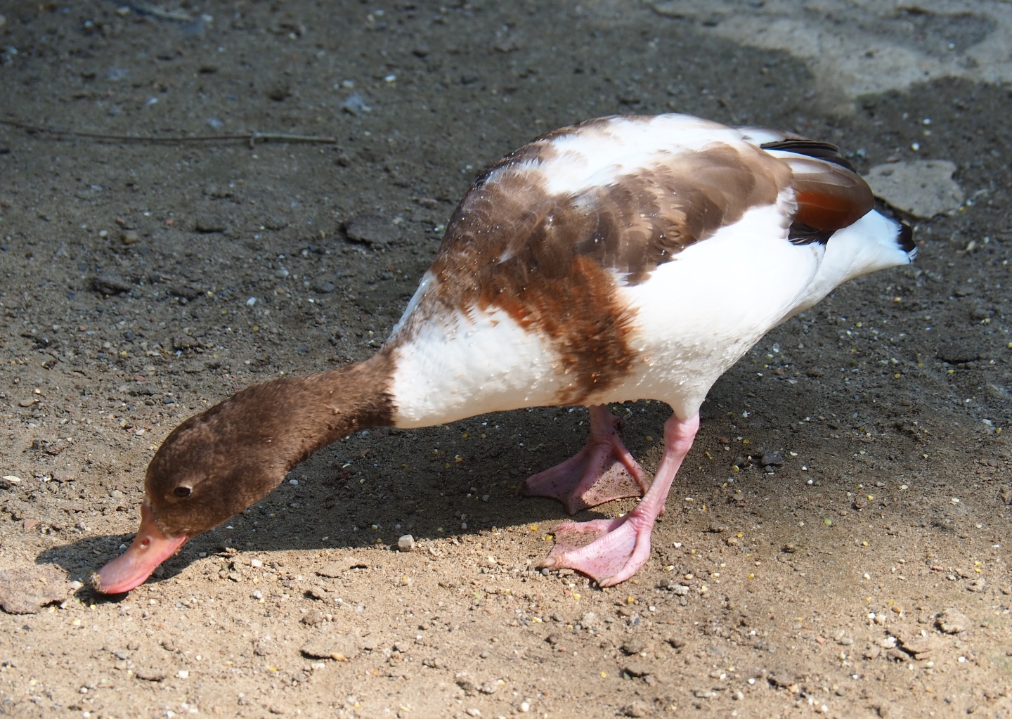 Color mutation of common shelduck (Tadorna tadorna), Aug 28th, 2018