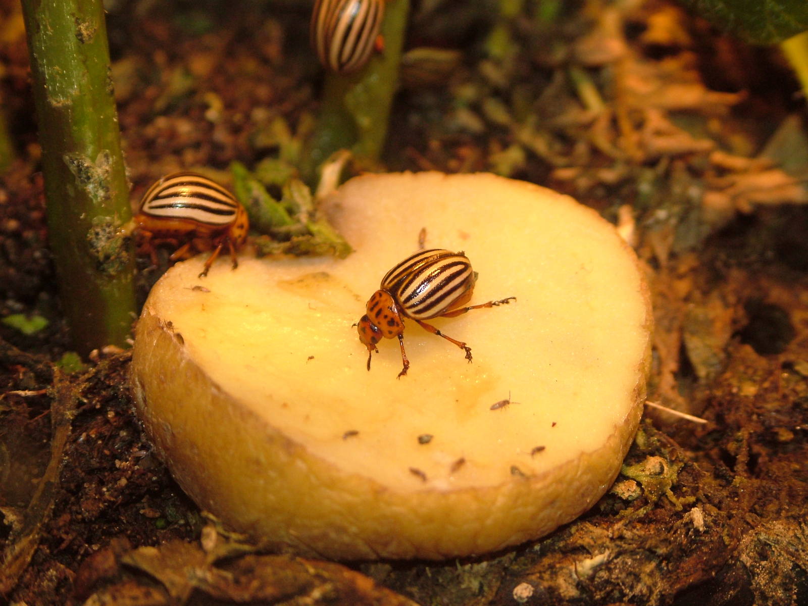 Colorado Beetle at Wilhelma, Stuttgart 02/09/10