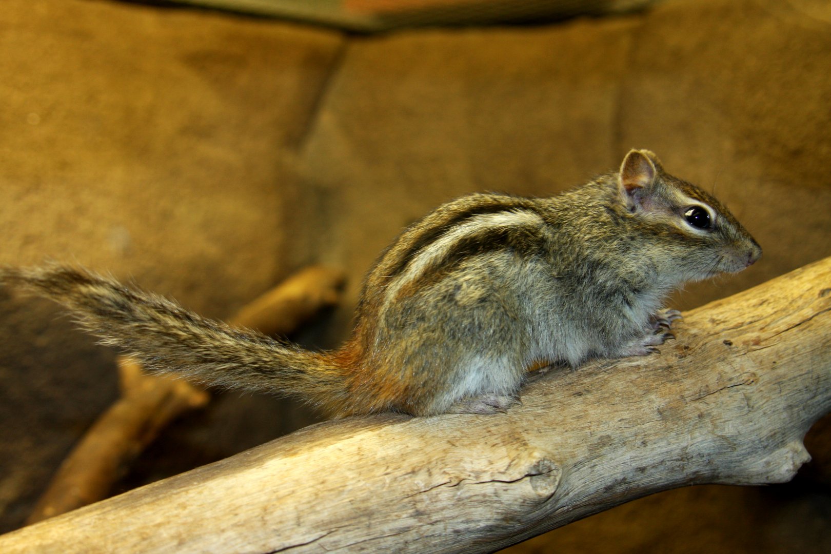 Colorado chipmunk (Neotamias quadrivittatus) 2010