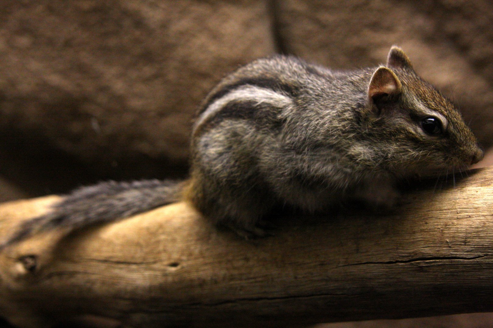Colorado chipmunk (Neotamias quadrivittatus) 2010
