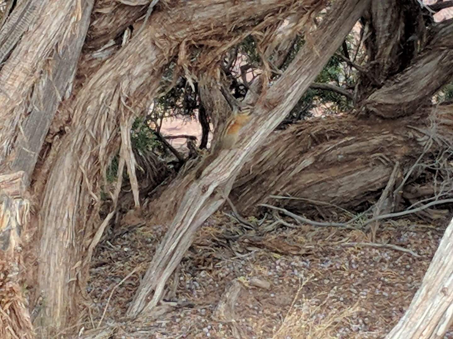 Colorado chipmunk (Neotamias quadrivittatus)