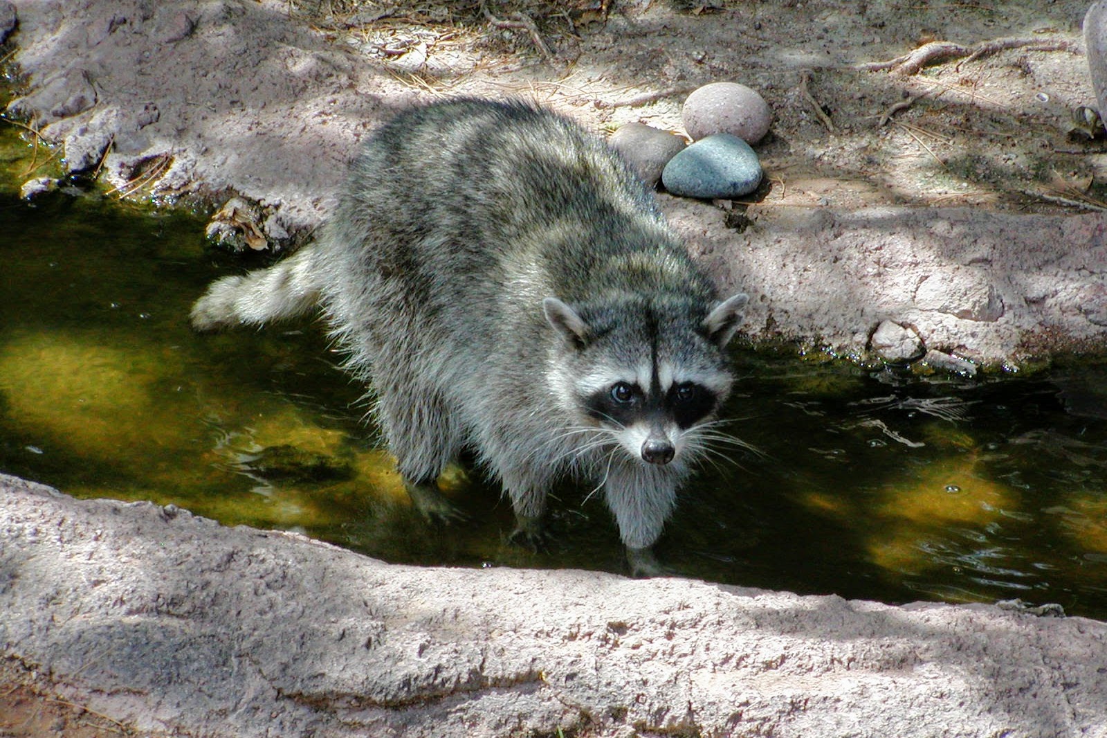 Colorado Desert Raccoon