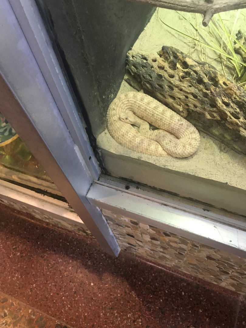 Colorado Desert Sidewinder