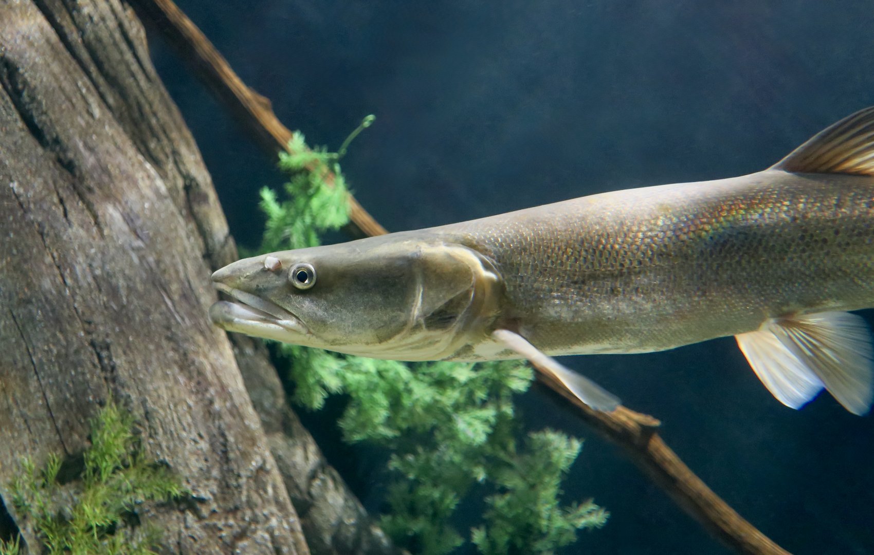 Colorado Pikeminnow (Ptychocheilus lucius)