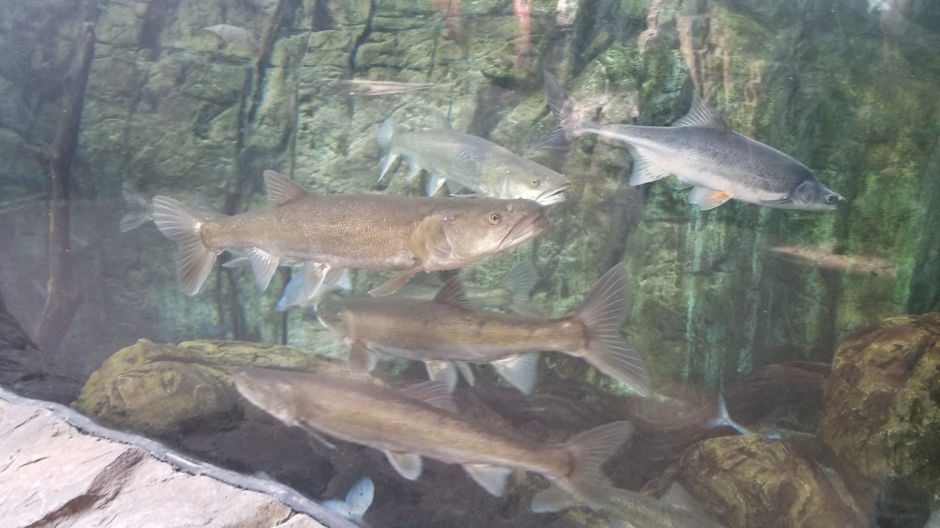 Colorado pikeminnow, razorback sucker