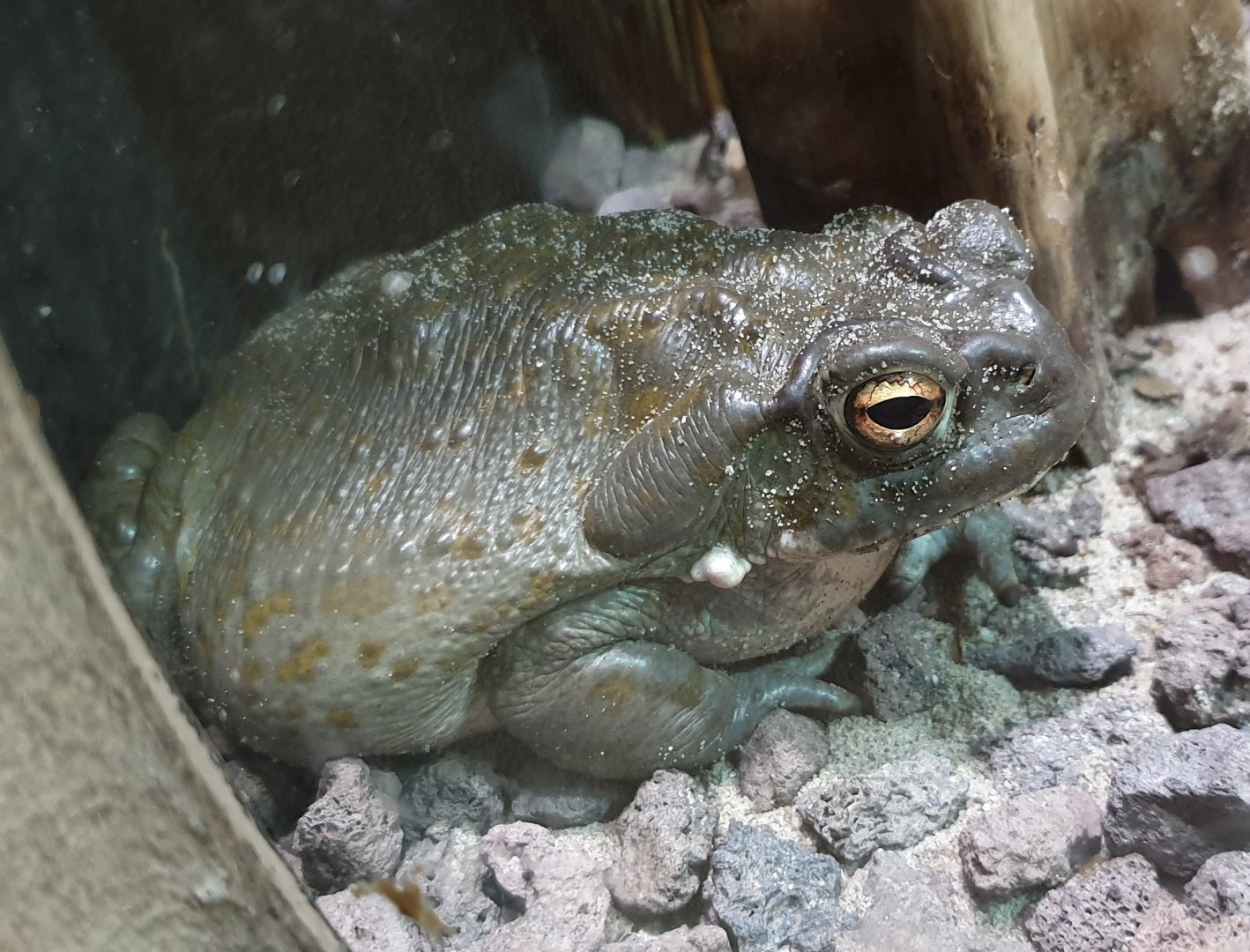 Colorado river frog - Incilius alvarius