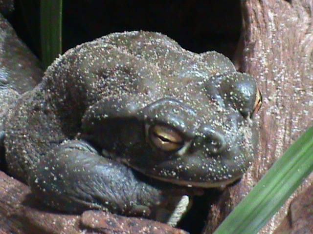 colorado river toad 030910