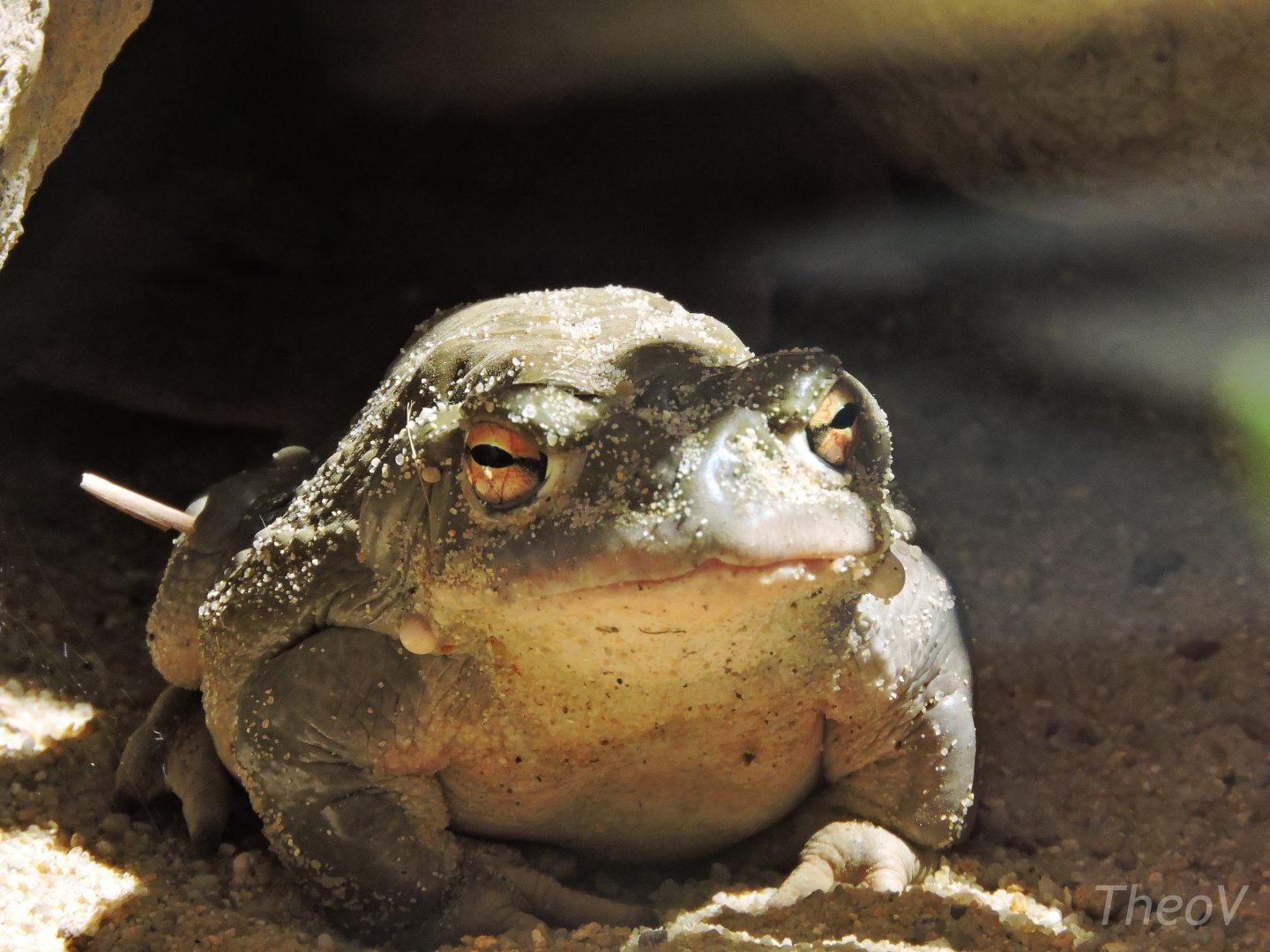 Colorado River toad [2017]