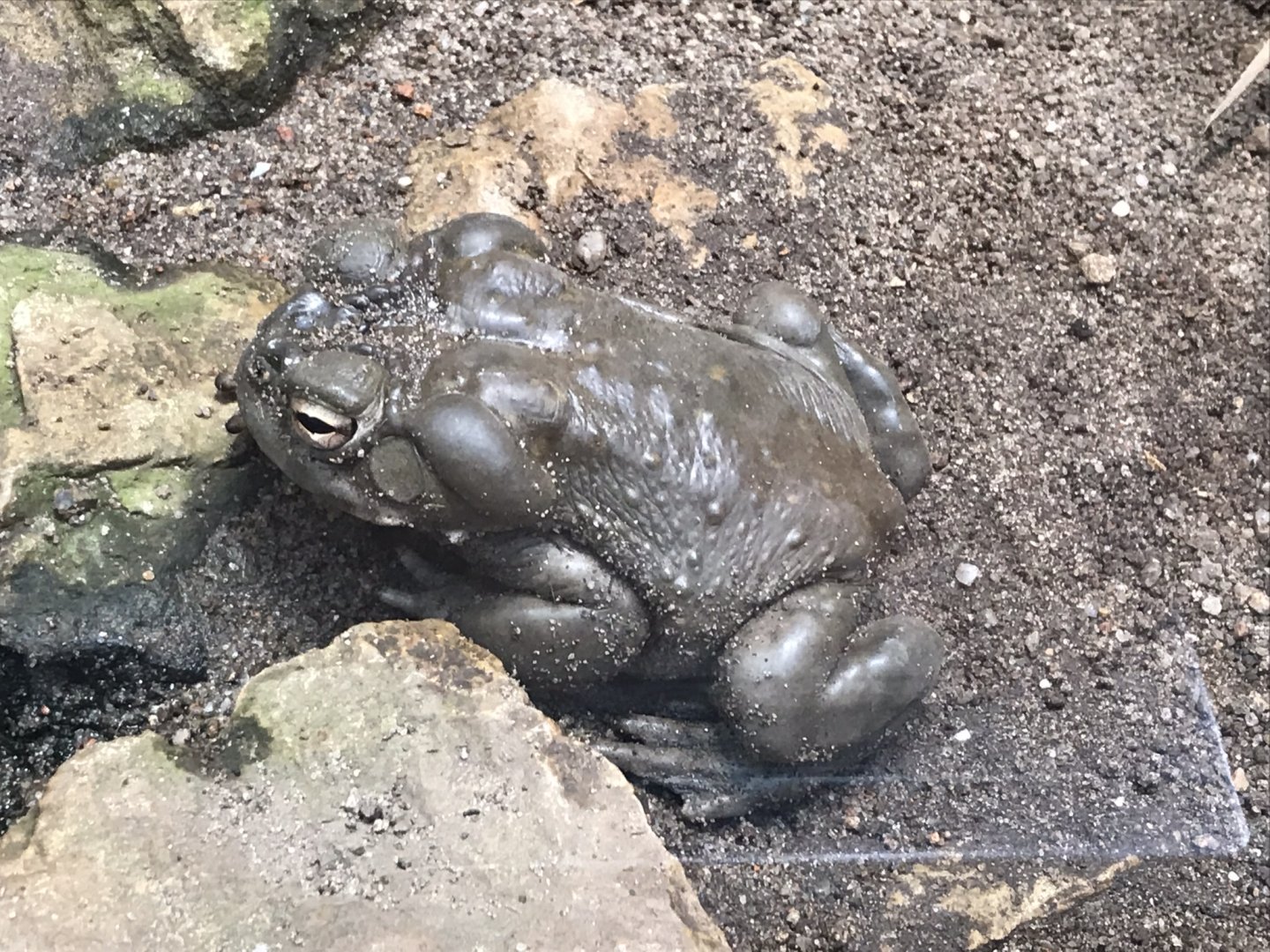Colorado river toad 280118