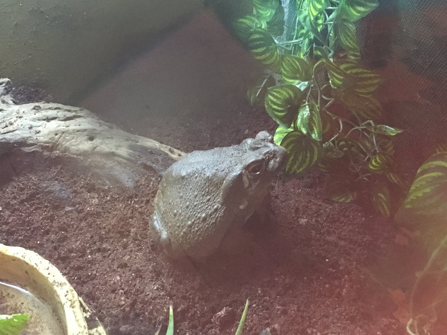 Colorado River toad 300617