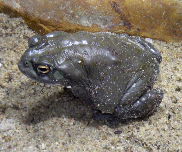 Colorado River Toad (Bufo alvarius)