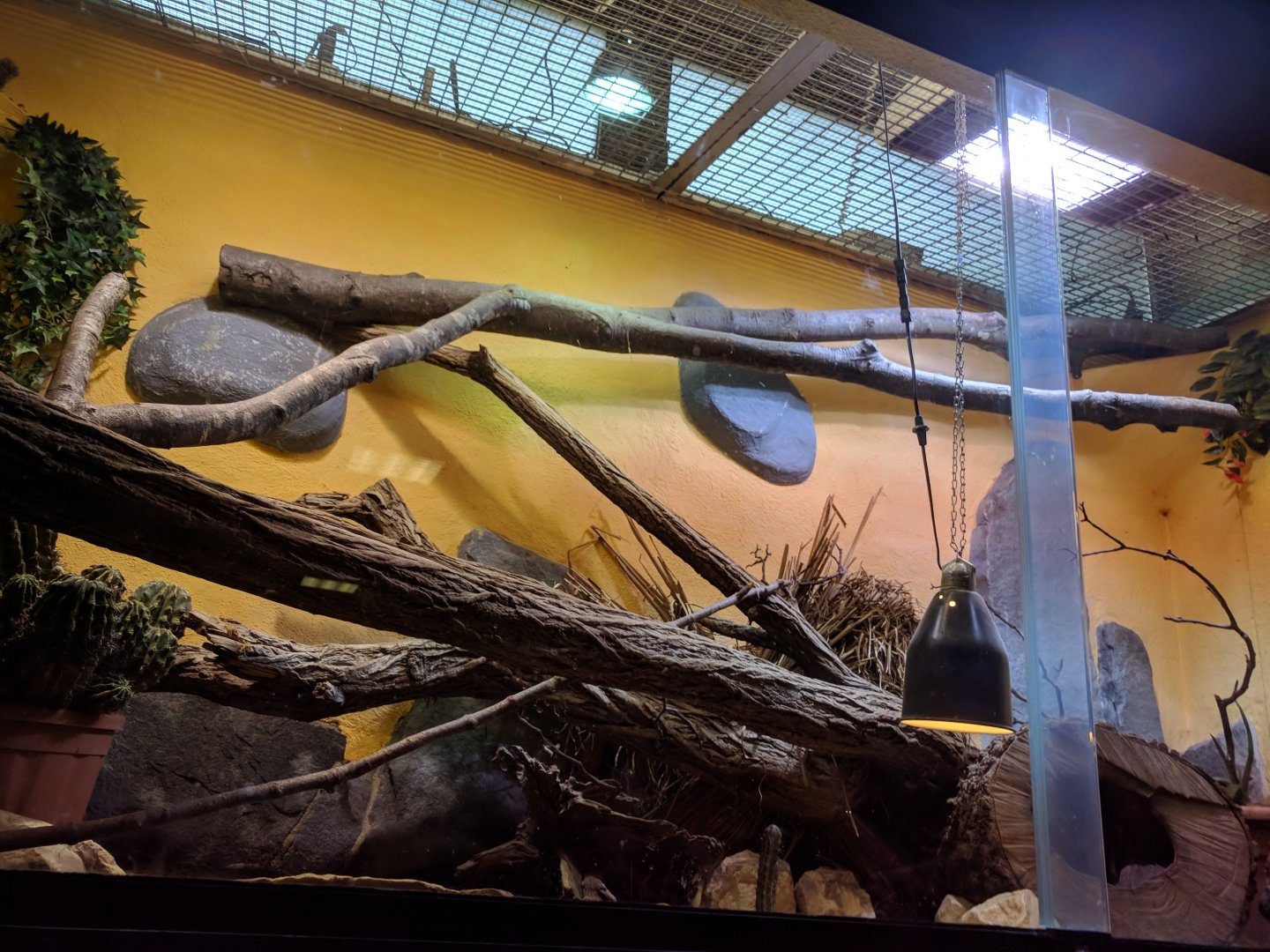 Colorado River toad Enclosure