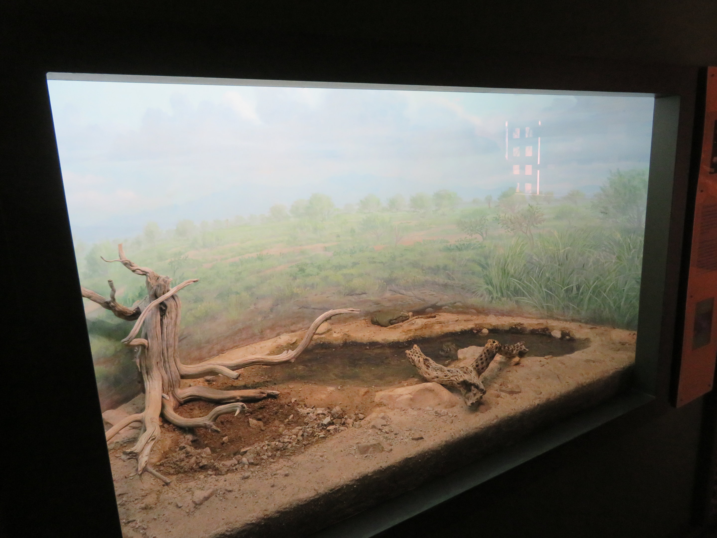 Colorado River Toad Exhibit