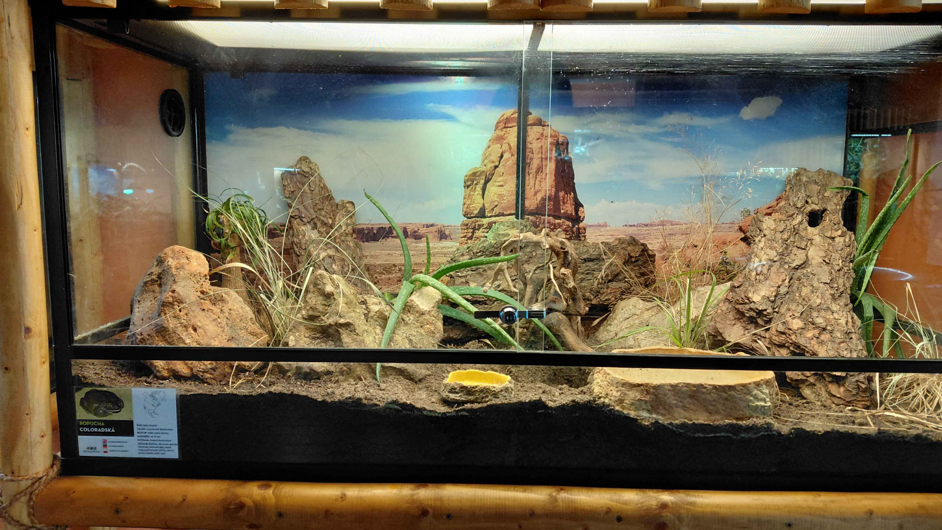 Colorado River toad exhibit
