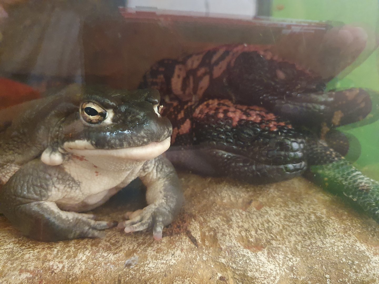 Colorado river toad & gila monsters