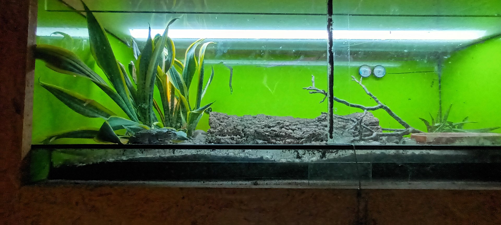 Colorado river Toad Habitat