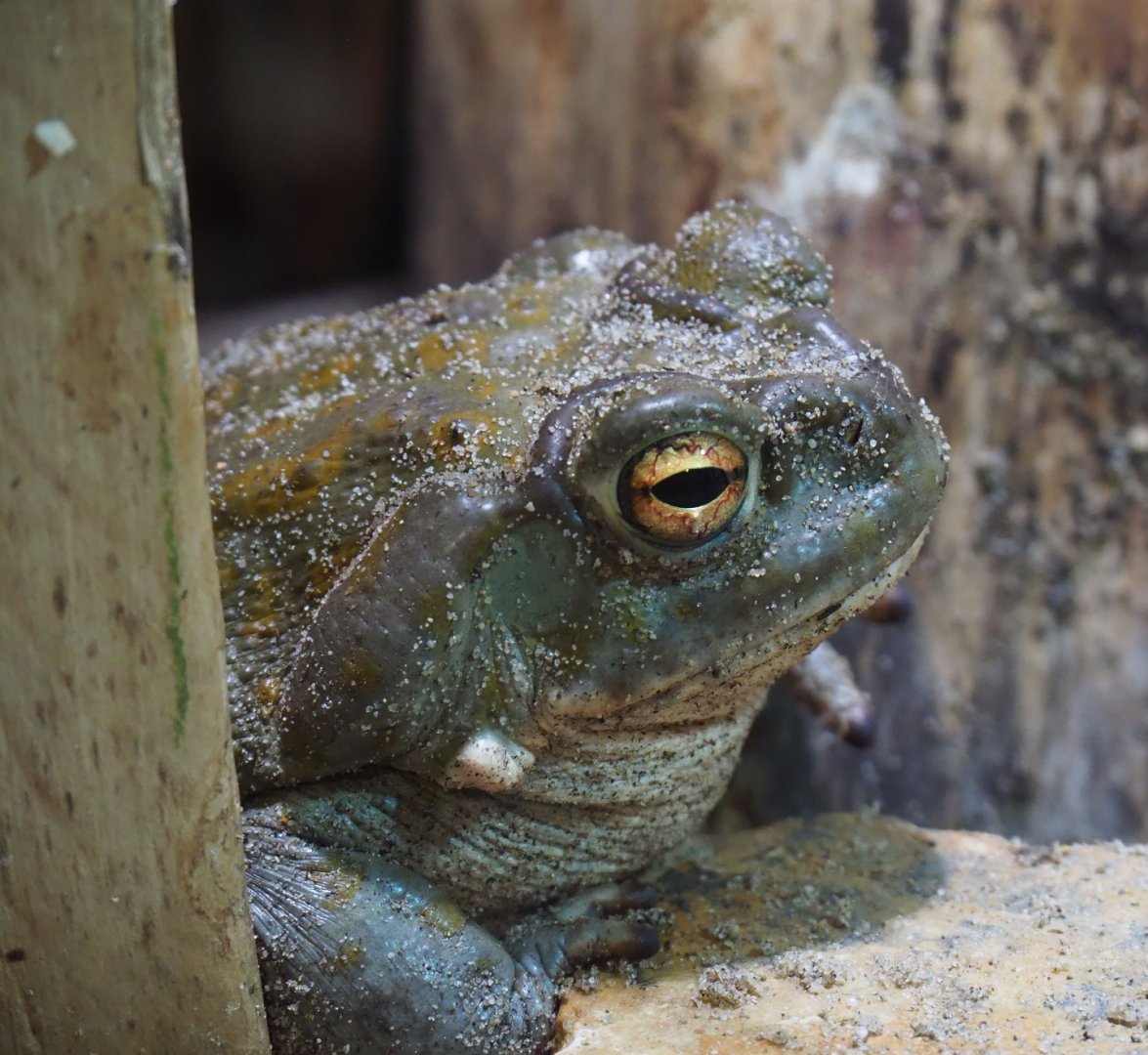Colorado River toad (Incilius alvarius), 2019-10-04
