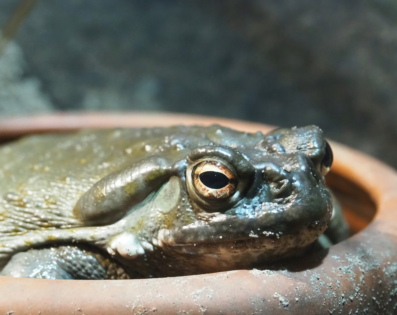 Colorado River toad (Incilius alvarius), 2023-05-15