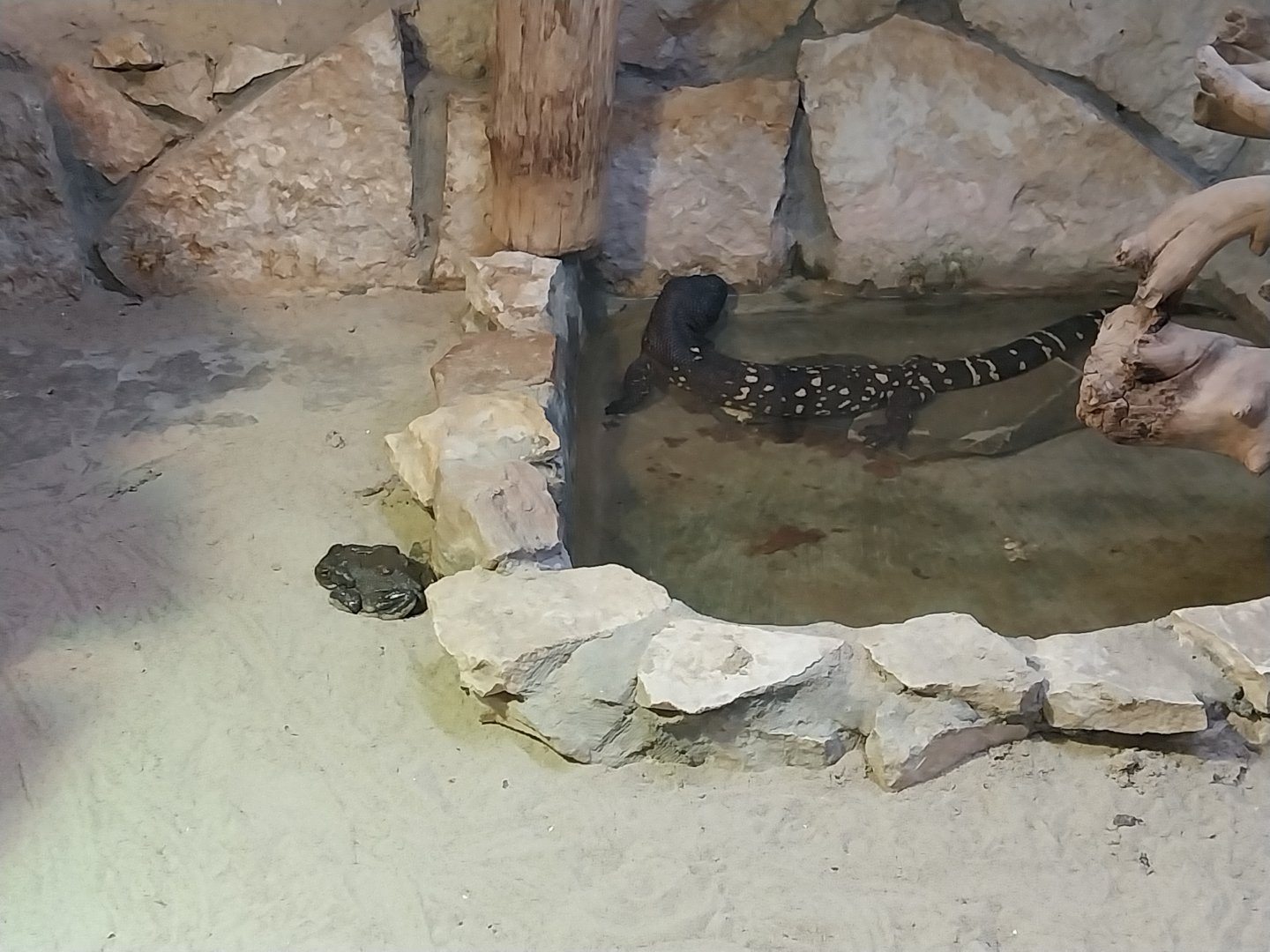 Colorado River Toad (Incilius alvarius) and Rio Fuerte Beaded Lizard (Heloderma horridum exasperatum)