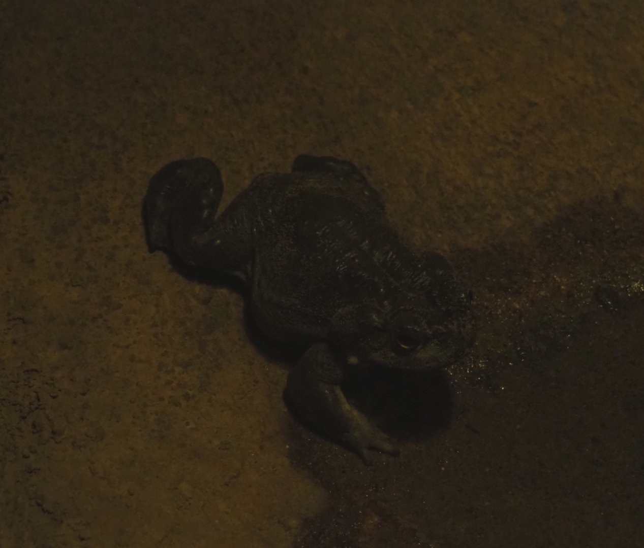 Colorado River toad (Incilius alvarius), Sep 16th, 2018