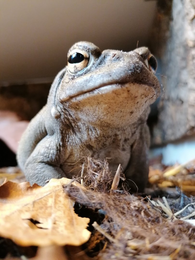 Colorado River toad (Incilius alvarius)