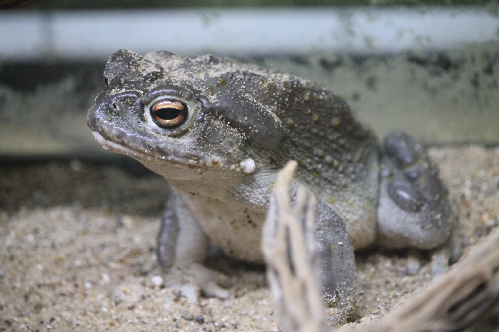 Colorado River Toad (Incilius alvarius)