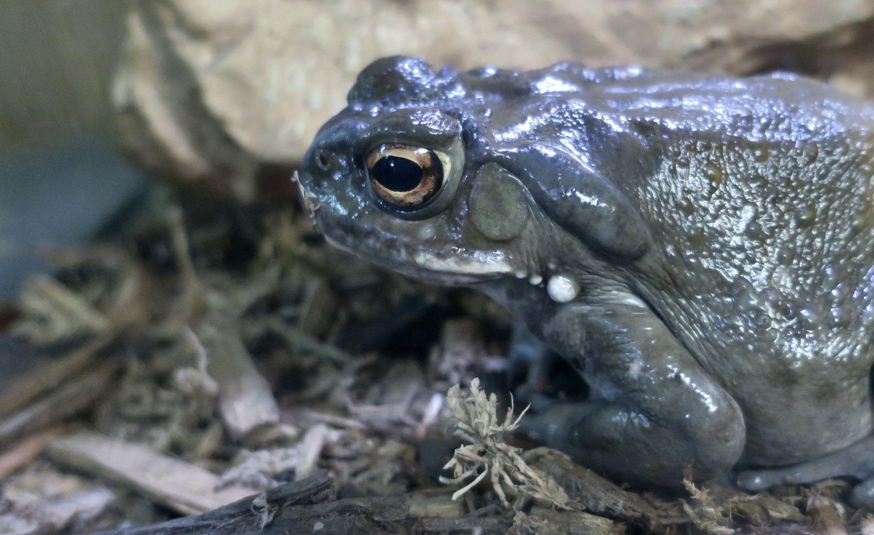 Colorado River Toad (Incilius alvarius)