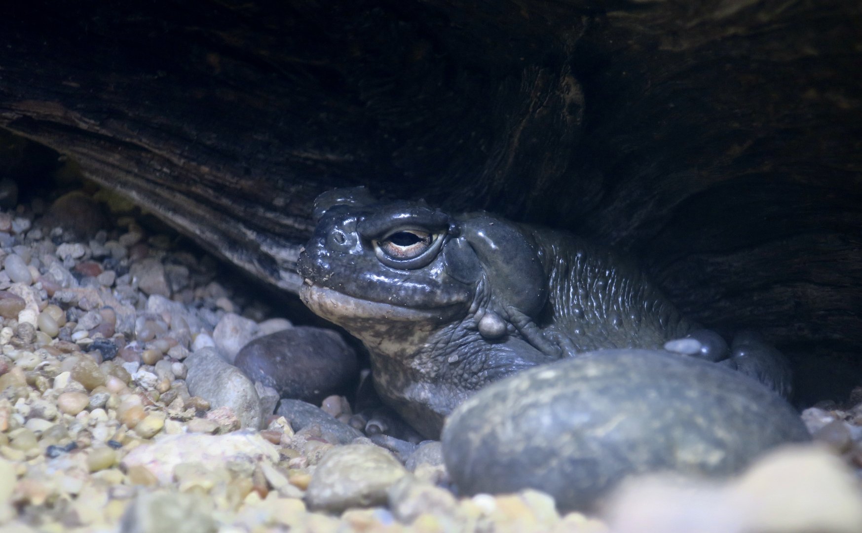 Colorado River Toad (Incilius alvarius)
