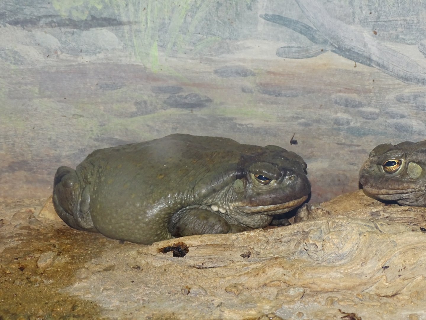 Colorado River toad (Incilius alvarius)