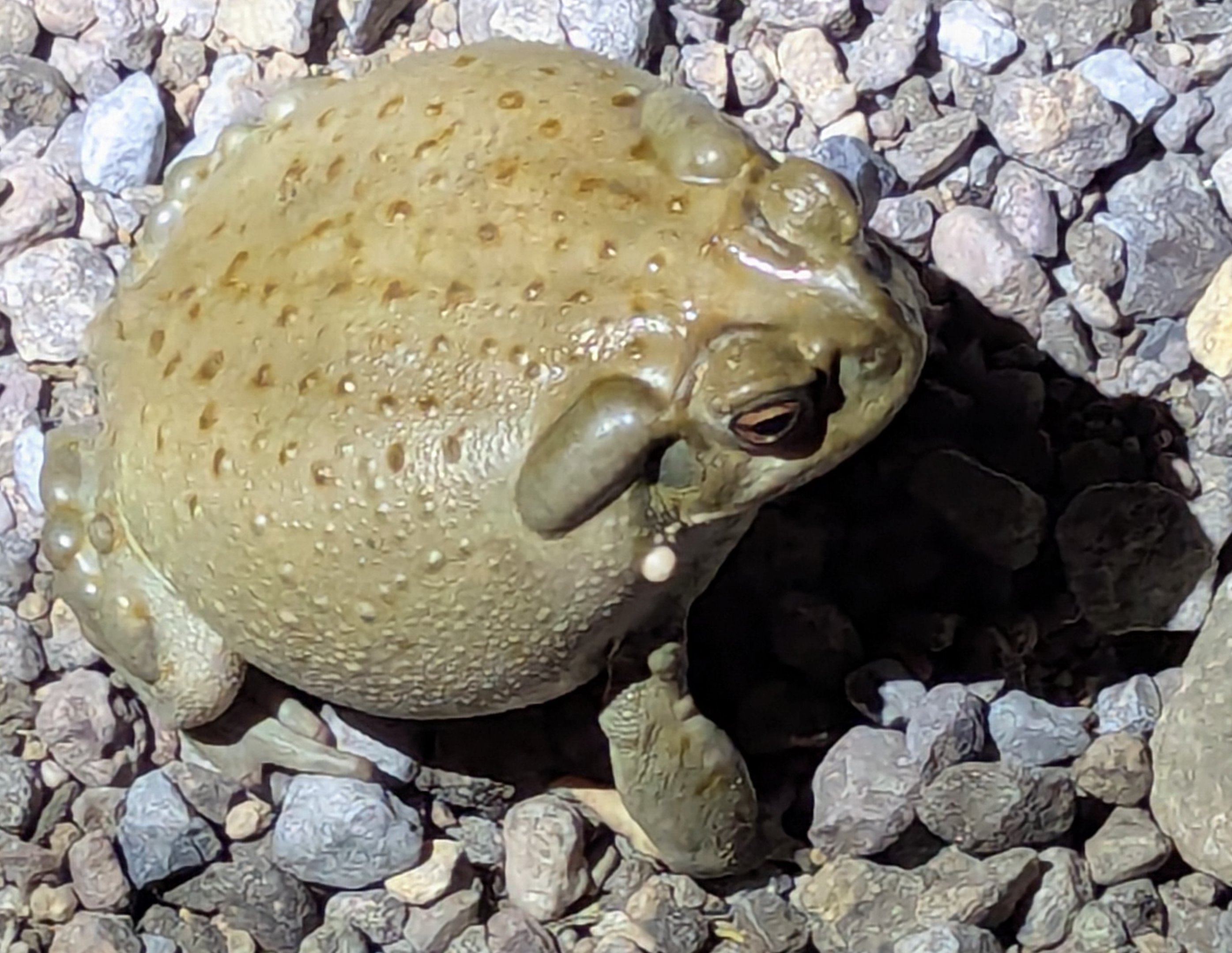 Colorado River toad (Incilius alvarius)