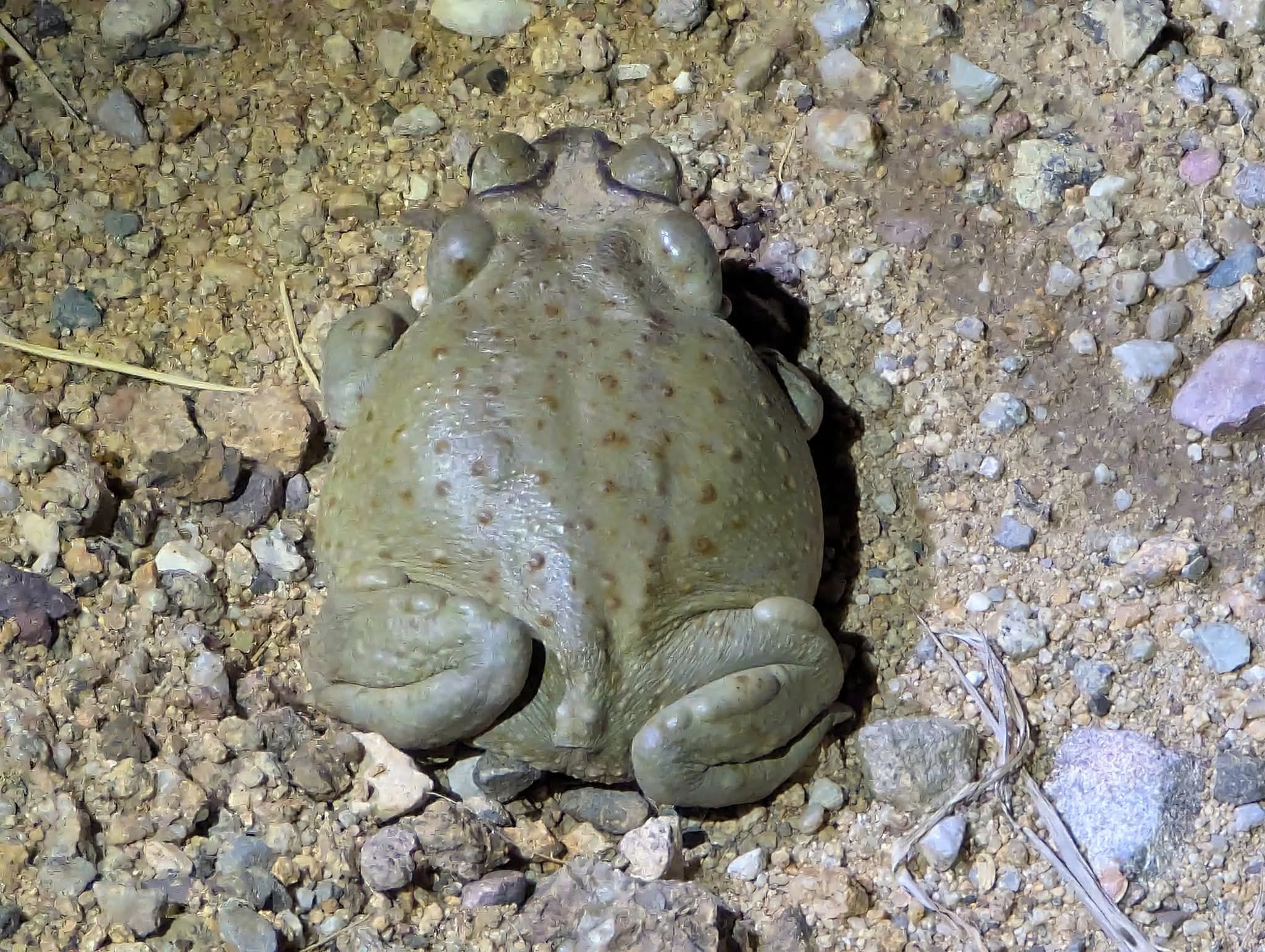 Colorado River toad (Incilius alvarius)