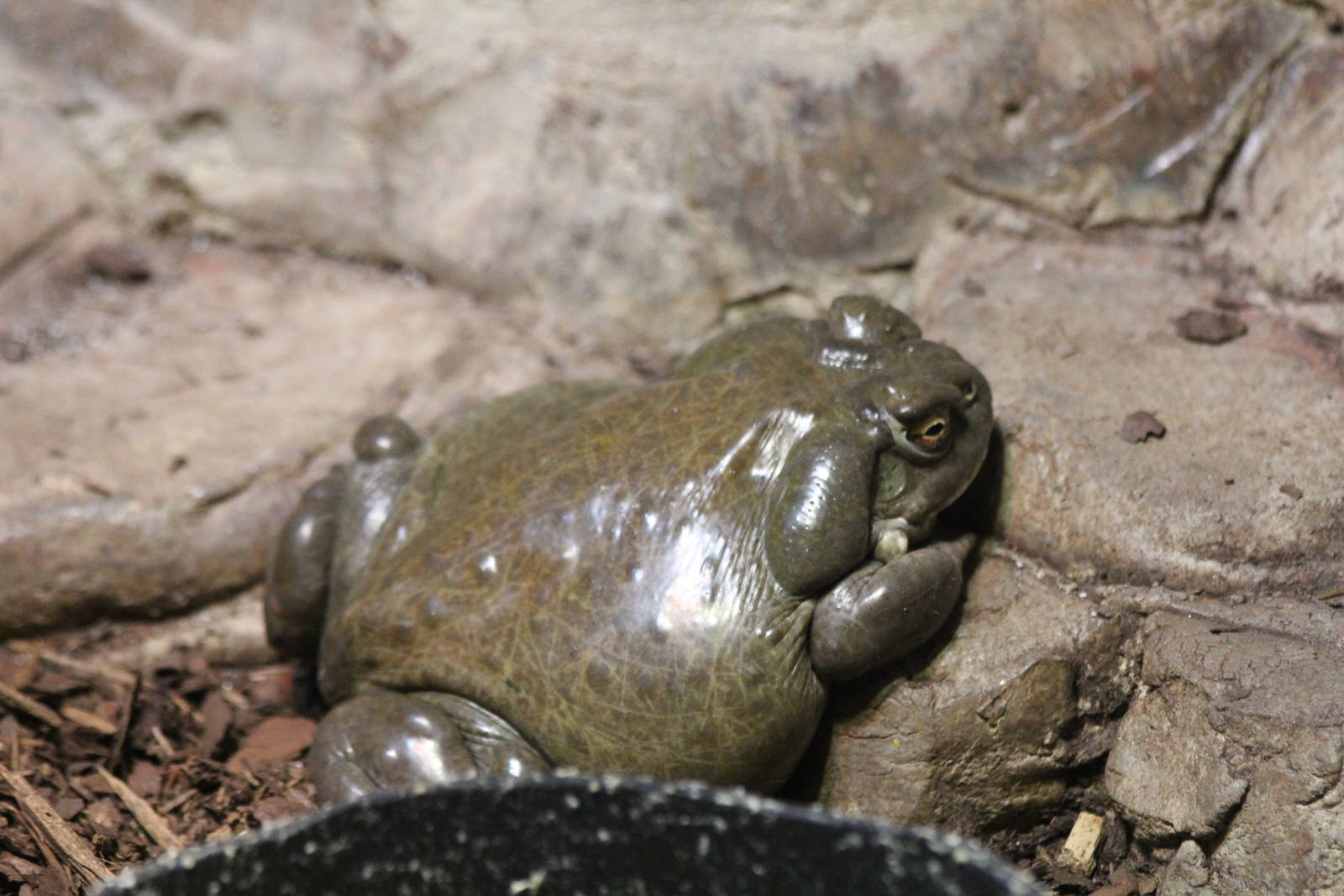 Colorado River Toad - Nov 2012