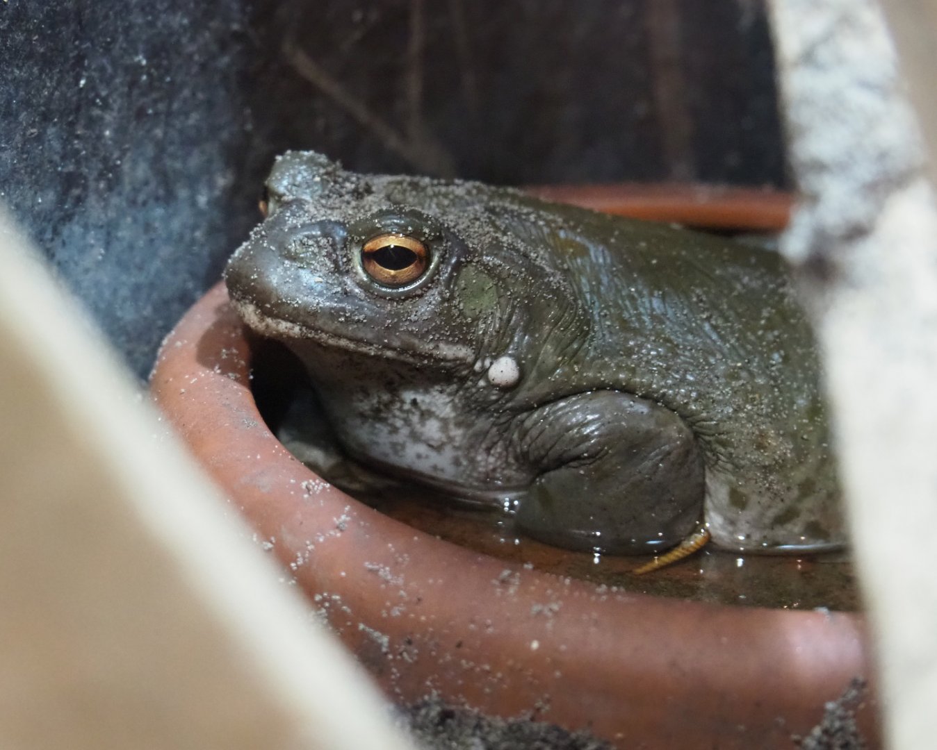 Colorado River toad or Sonoran desert toad (Incilius alvarius), 2020-09-02