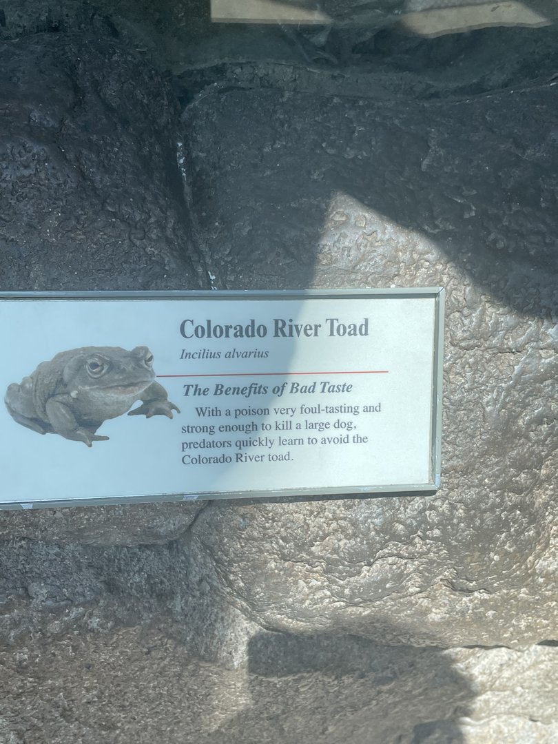 Colorado River Toad Signage (1 of 2 Colorado River Toad Enclosures)