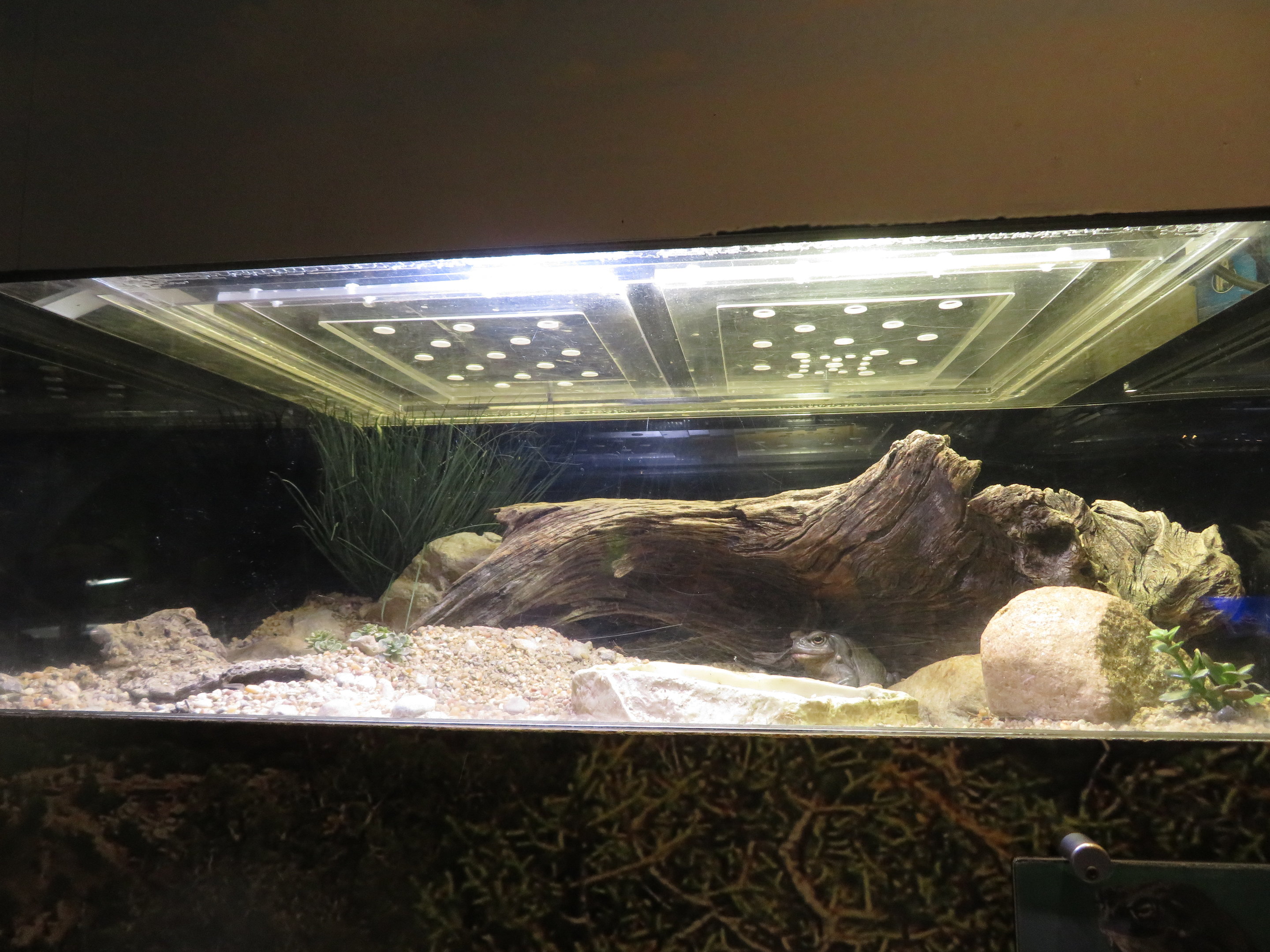 Colorado River Toad Tank